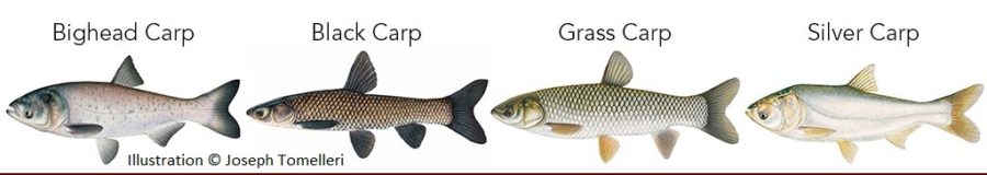 Carp species