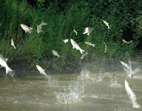 Silver Carp exploding out of water