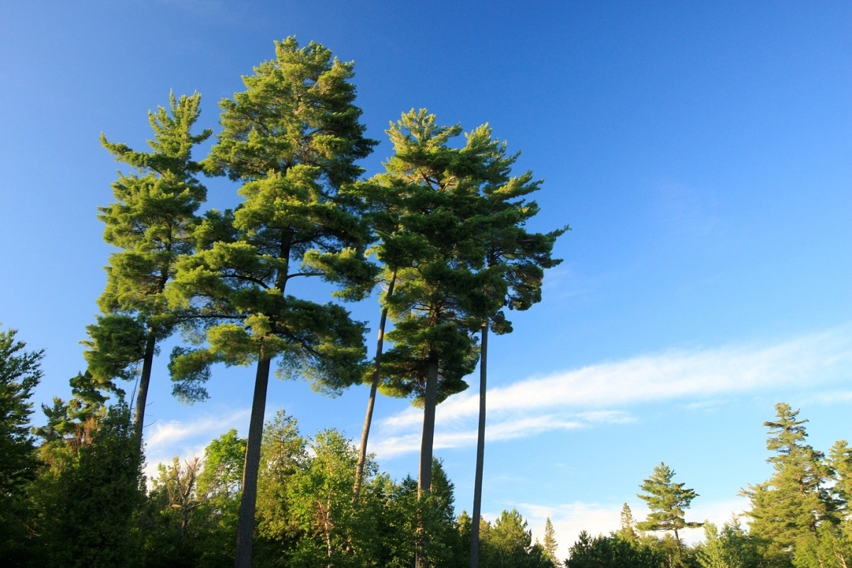 A cluster of white pines