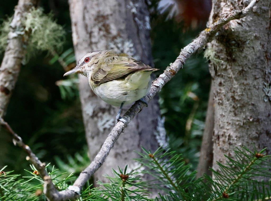 A white and brown bird with red eyes perched in an evergreen tree.