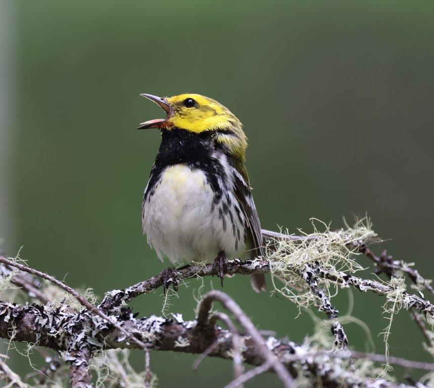 A bird with a black and white body and yellow head singing while perched on a mossy branch.