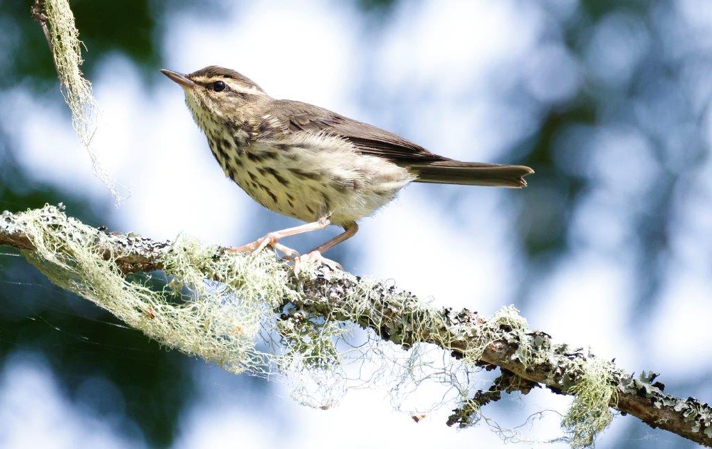 A white and brown speckled bird perched on a mossy branch