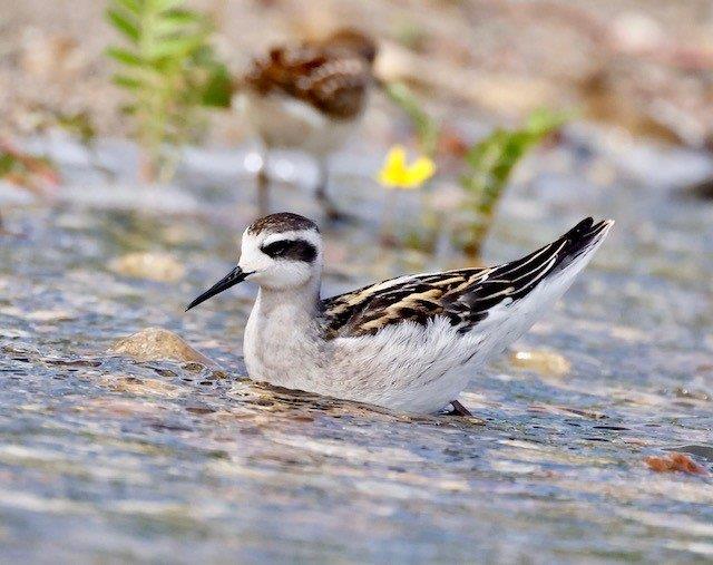 A white bird with brown wings and a pointy black beak floating in water.