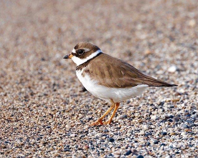 A white and brown bird with orange legs on a pebble beach