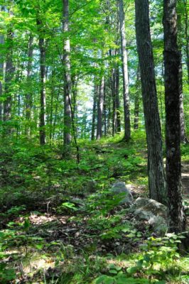 Forest-scape in summer