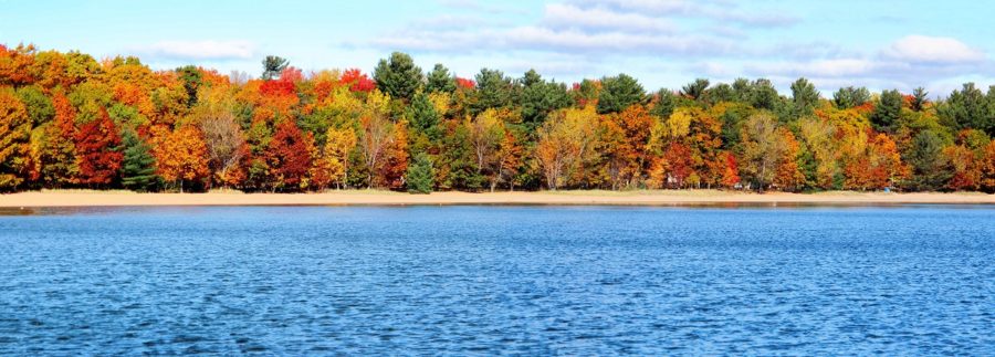 Fall forest with brightly coloured leaves along a sandy shoreline 