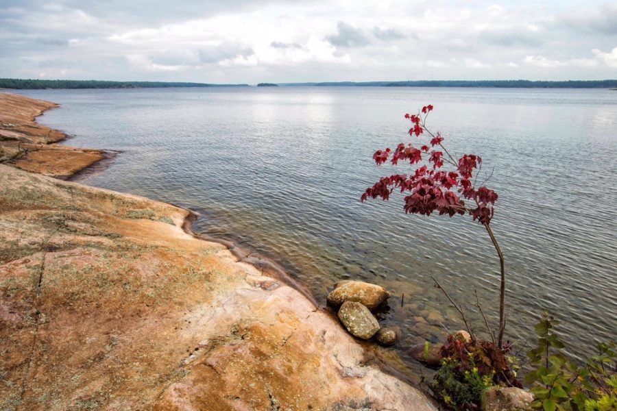 Lone red maple + bedrock shore