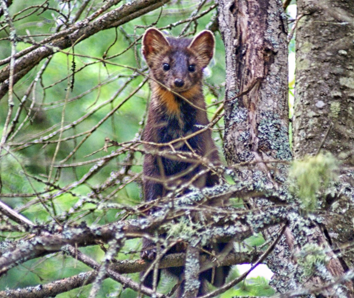 Weasel peeking through branches at camera