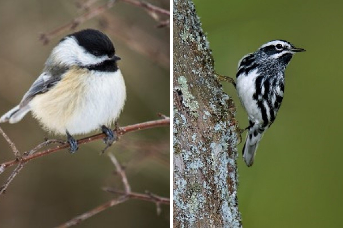 Two black and white song birds