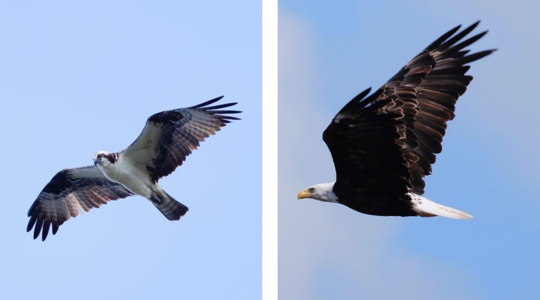 Side by side pictures of two birds in flight, an osprey and a bald eagle.