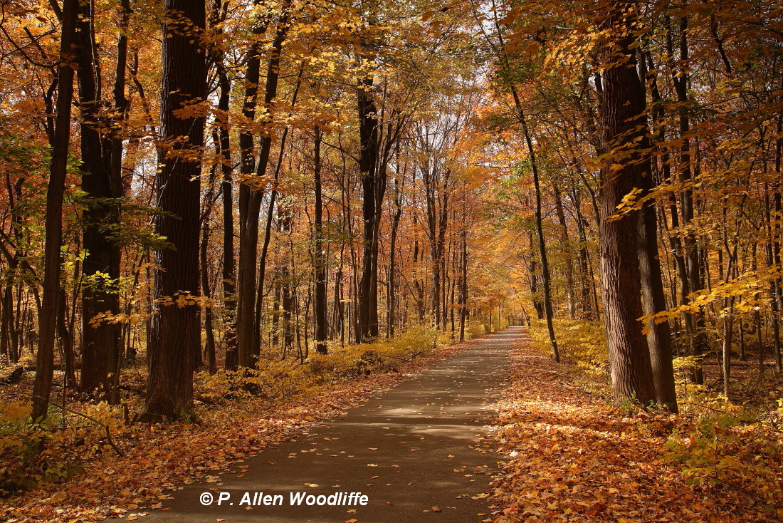 autumn forest-scape