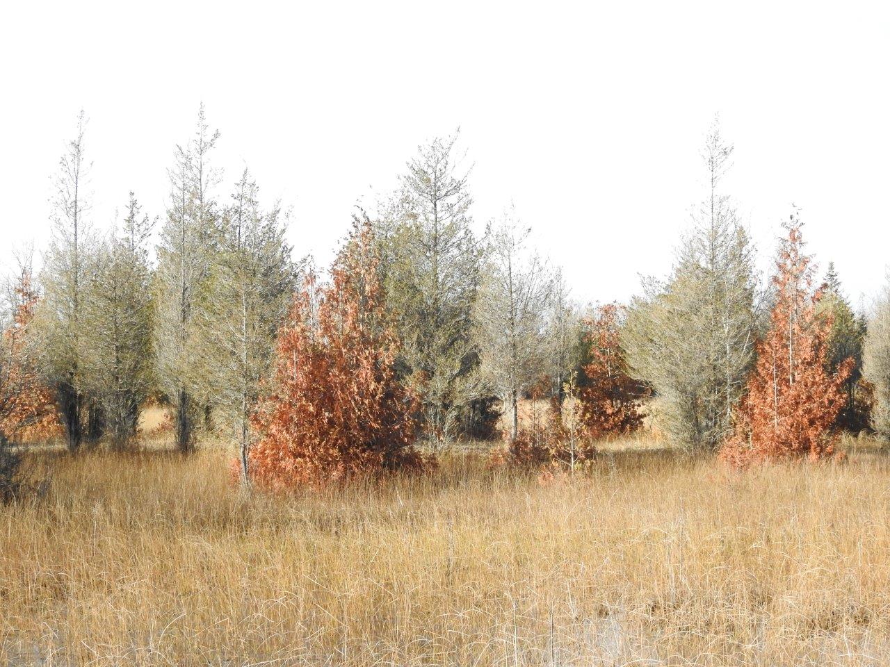 Red and gray dying trees amid yellow grass