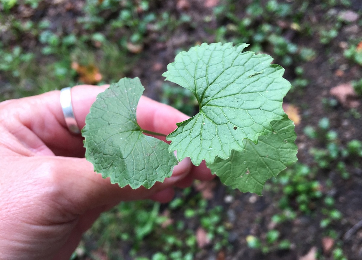 Hand holding heart shaped lobe leaves