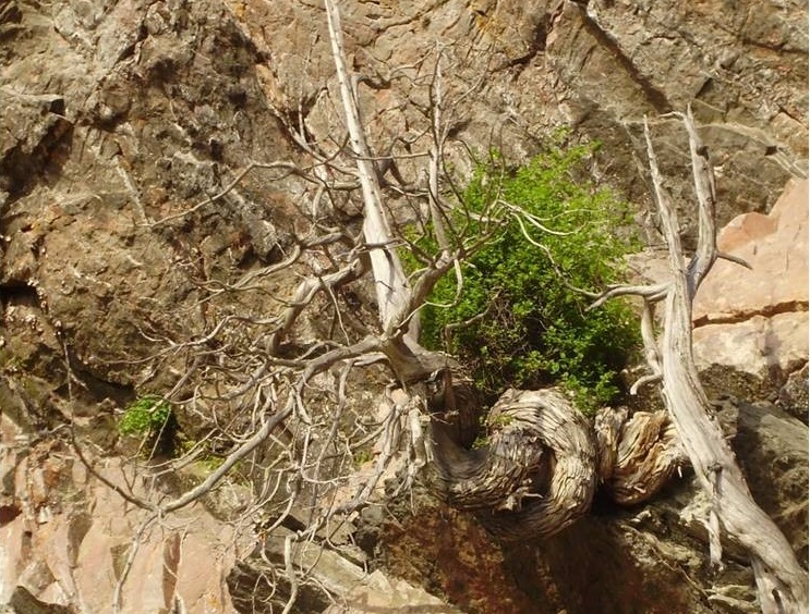 Dead tree growing out of the rock - small and twisted