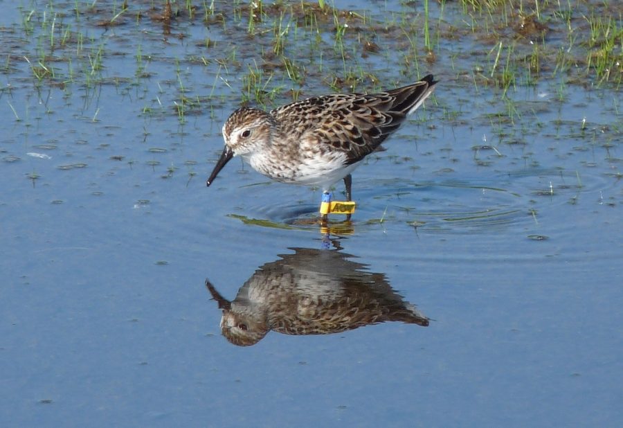 Shorebird with black beak standing in the water