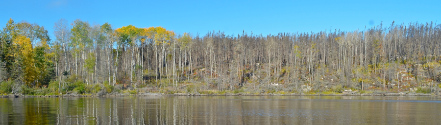 bare trees along water