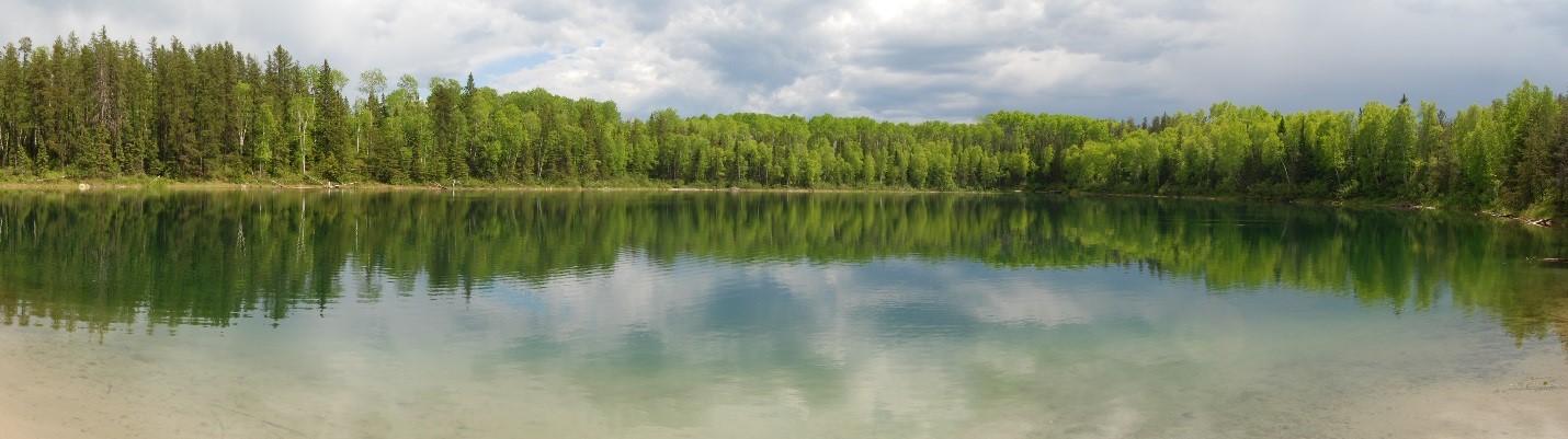 trees lining body of water