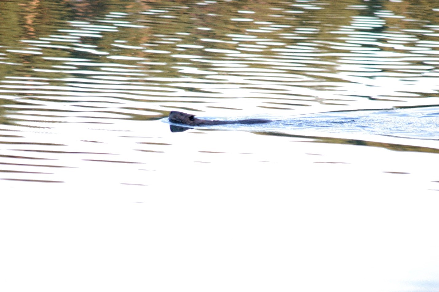 beaver swimming in water