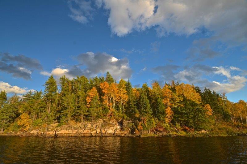 yellow and green trees along river