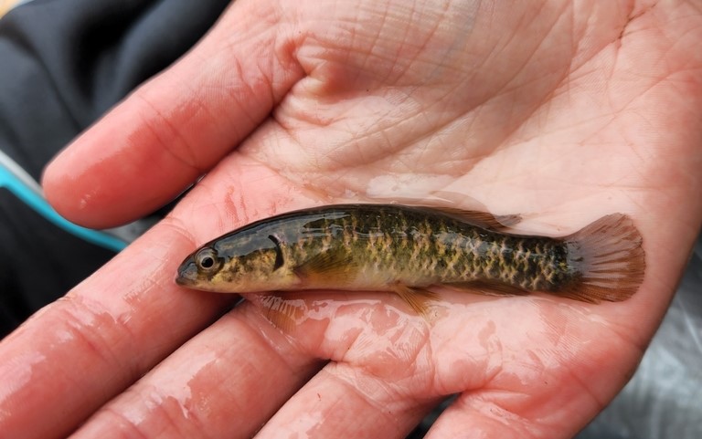 A very small brown and golden fish held in the palm of a hand