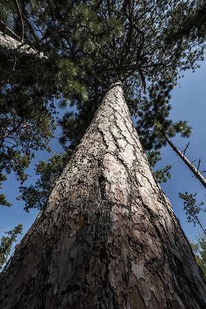 view of tree from base