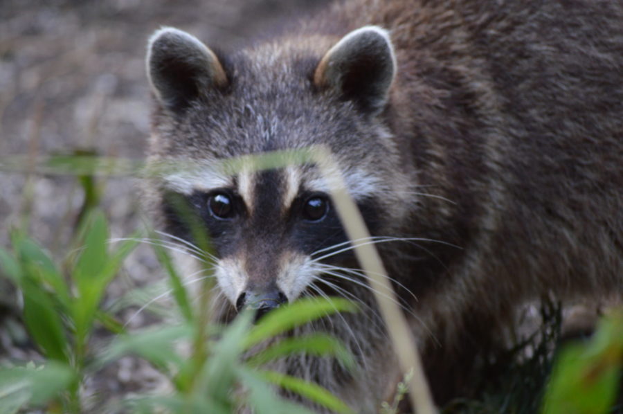 Raccoon in the grass