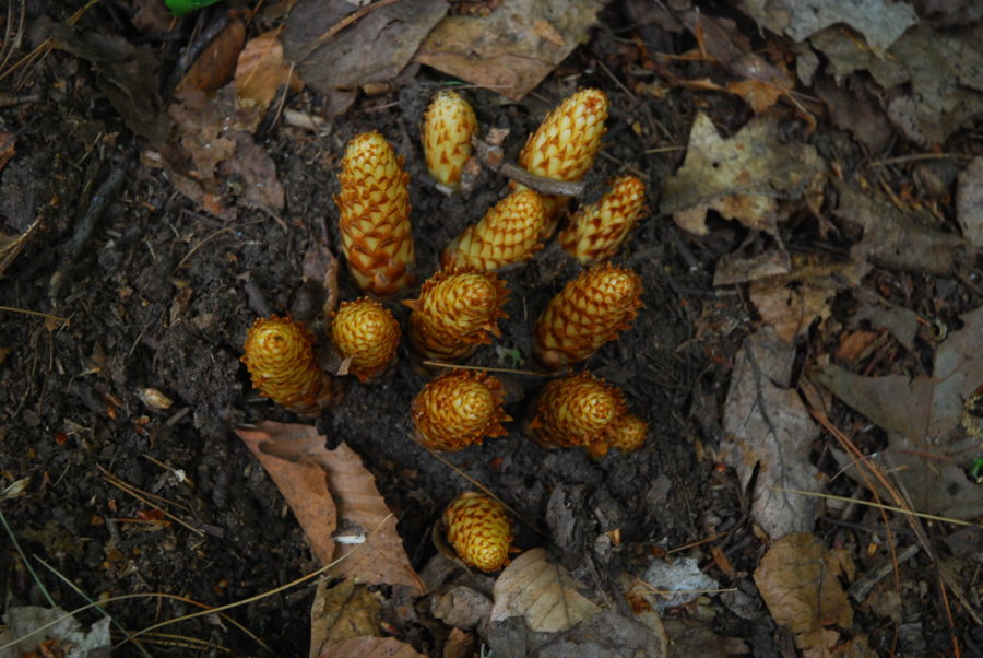 brown-yellow coloured buds surrounded by dirt and dead leaves