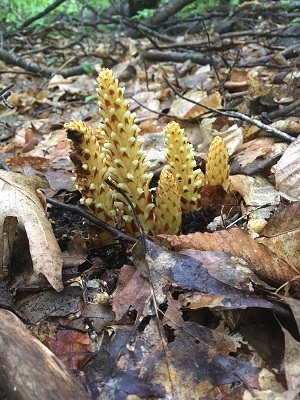 yellow buds growing out of dead oak leaves