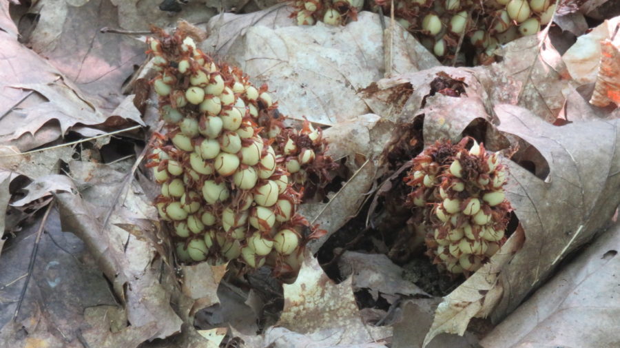 light green round seeds of a plant growing out of dead oak leaves