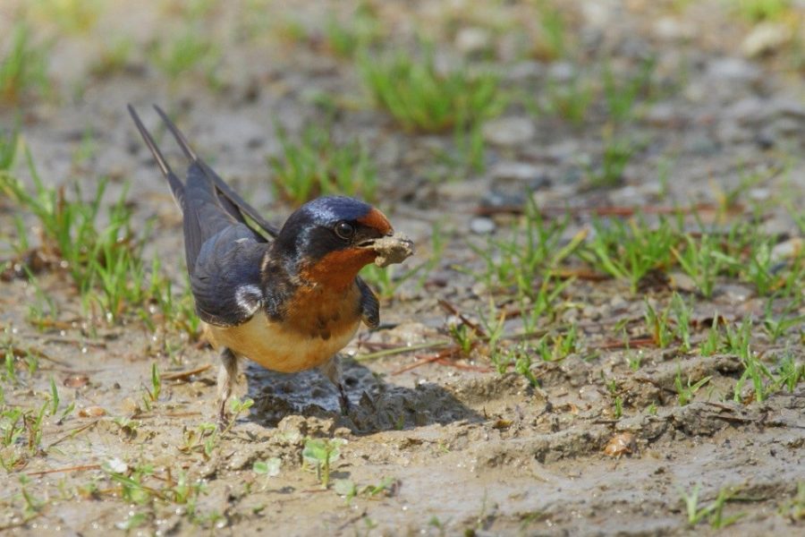 barn swallow with worm in beak