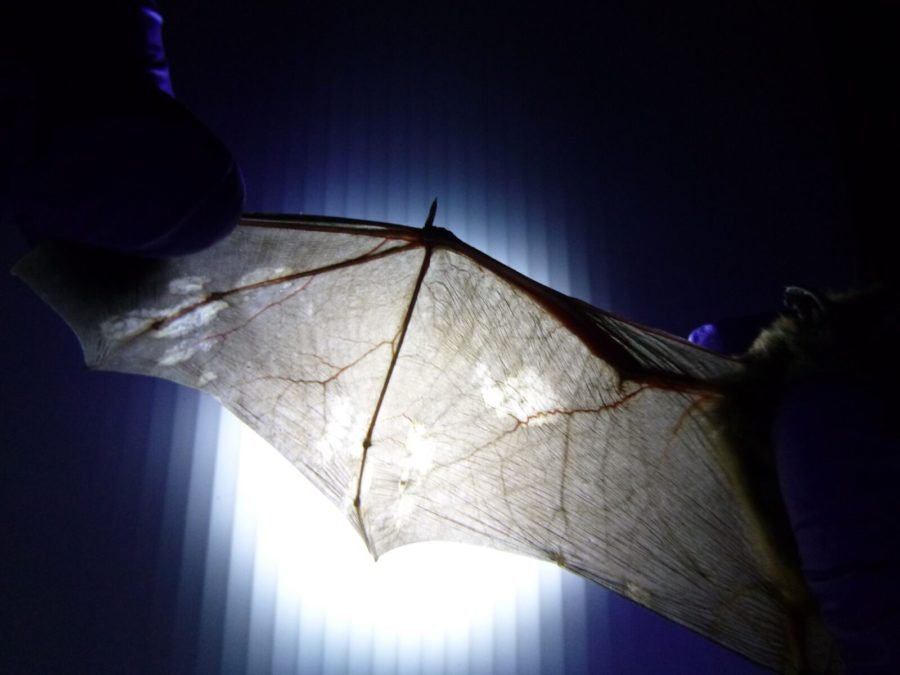 A researcher checks for fungus damage on the wing of a bat