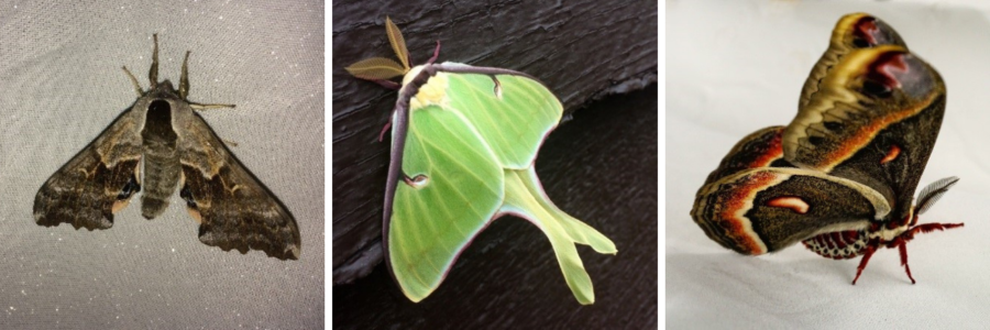 One-eyed Sphynx, Luna and Cecropia moths