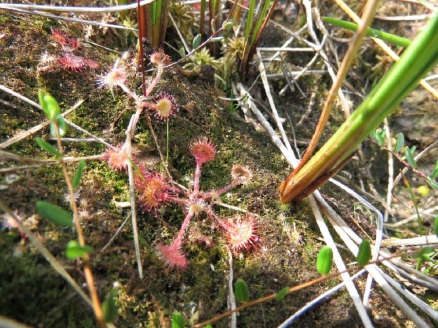 Round-leaved sundew