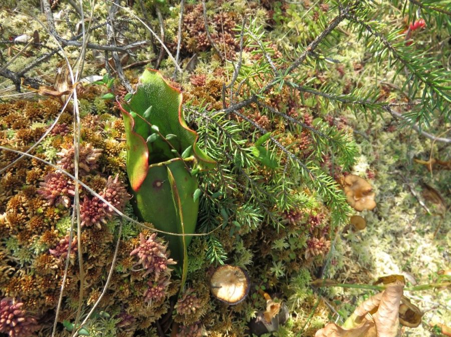 Pitcher plant 