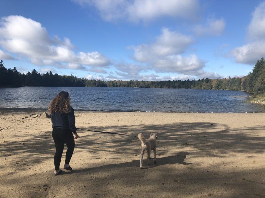 person walking dog on beach