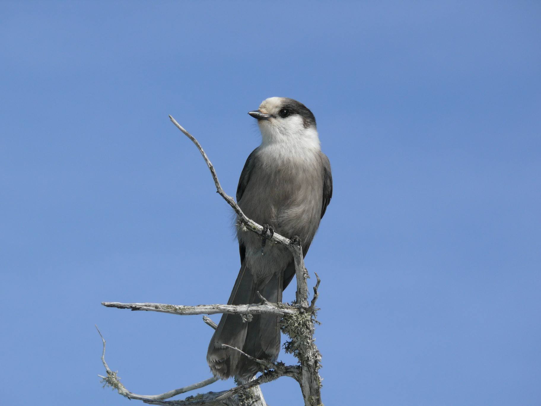 Canada Jay