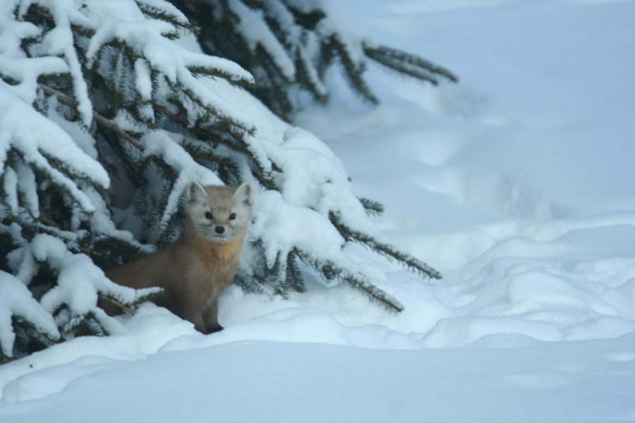 Pine Martin