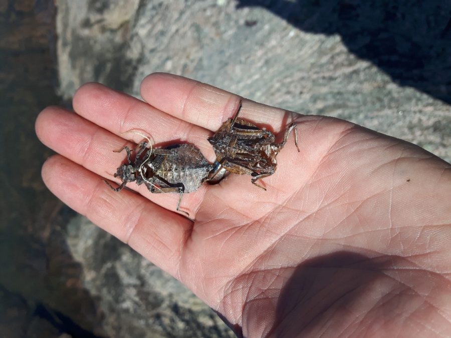 exuviae (shed larval skins) of dragonflies 