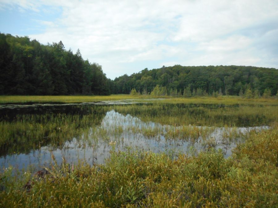 wetlands