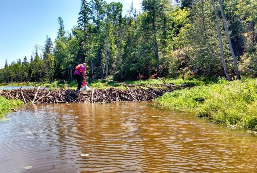 person walking on beaver dam