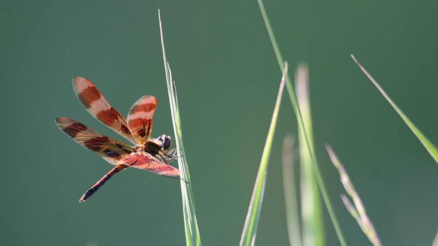 Halloween Pennant