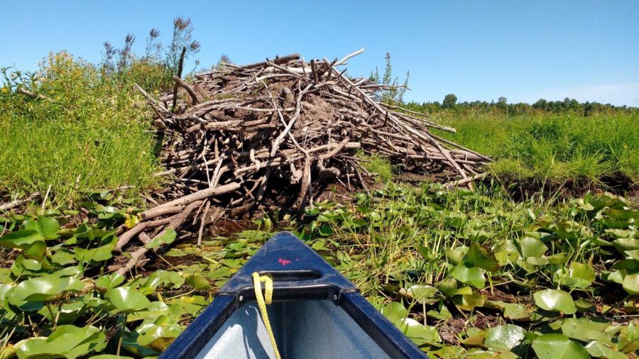 beaver lodge