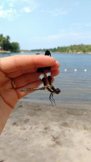 Twelve-spotted Skimmer