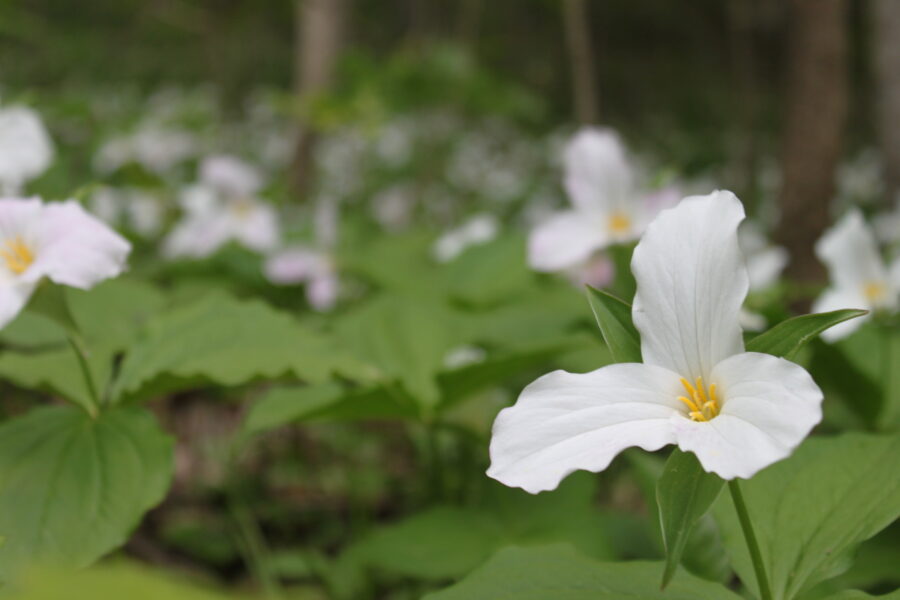 White Trilliums.