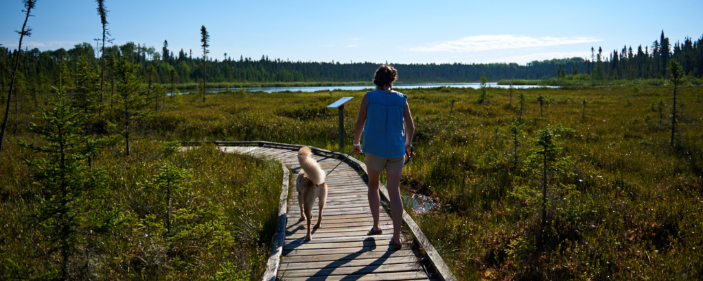 Person and their dog walking a boardwalk on Spruce Fen Trail