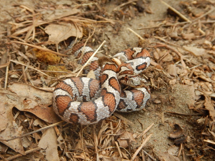 Eastern Milksnake