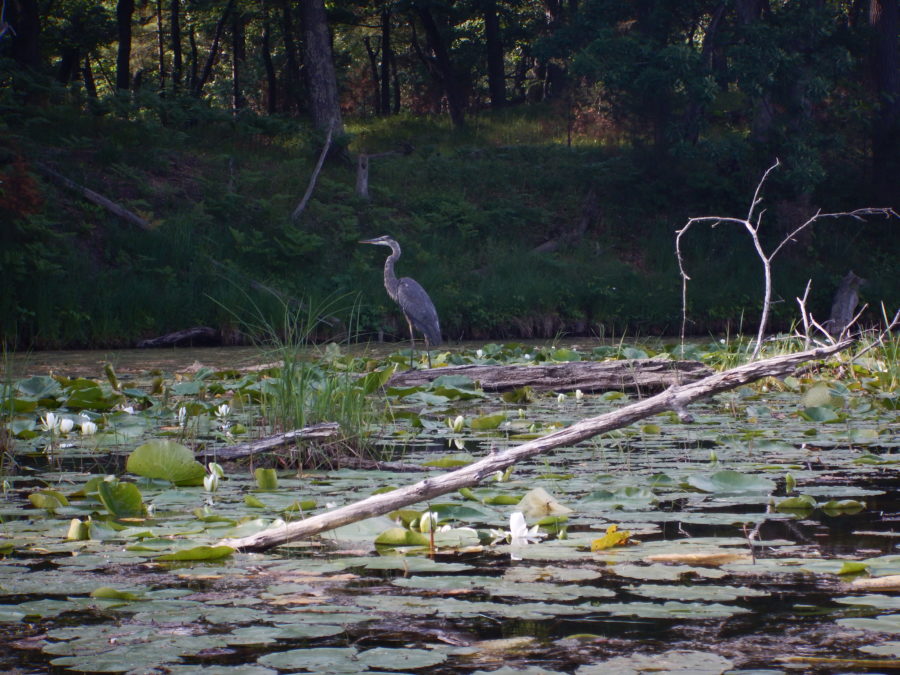 Great Blue Heron