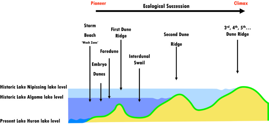 Dune Cross-section