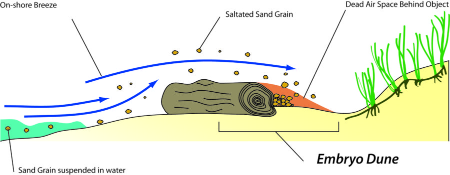 Embryo Dunes