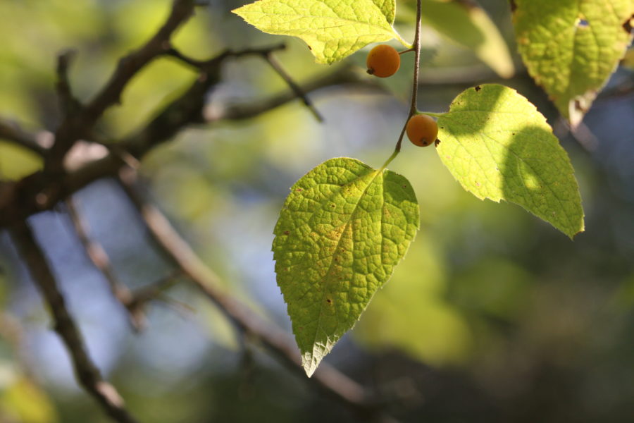 Dwarf Hackberry